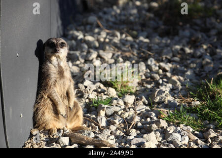 Erdmännchen bei Port Lympne Wild Animal finden Stockfoto