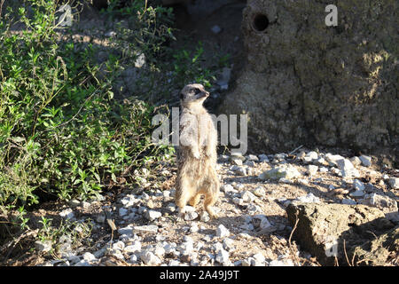 Erdmännchen bei Port Lympne Wild Animal finden Stockfoto