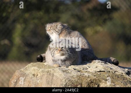 Zwei Pallas Katzen bei Port Lympne Wildlife Reserve Stockfoto