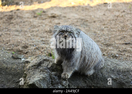 Pallas Cat bei Port Lympne Wildlife Reserve Stockfoto