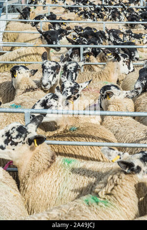 Bentham Vieh Auktion Markt bei Bentham in der North Yorkshire Dales Stockfoto