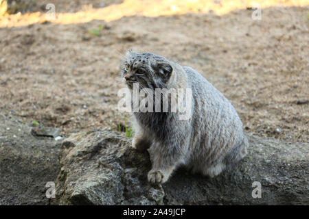 Pallas Cat bei Port Lympne Wildlife Reserve Stockfoto