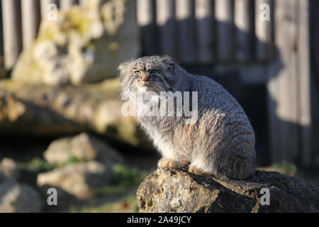 Pallas Cat bei Port Lympne Wildlife Reserve Stockfoto