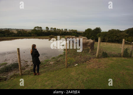 Wasserbüffel bei Hog Deer Creek, Port Lympne Stockfoto