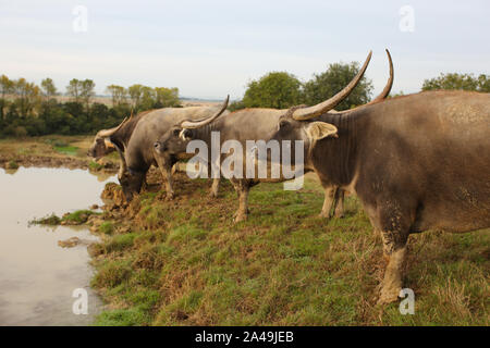 Wasserbüffel bei Hog Deer Creek, Port Lympne Stockfoto