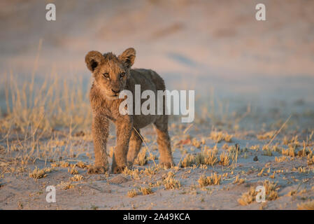 Sehr junger Löwe (Panthera leo) Cub in sehr frühen Morgen Licht, Savuti, Chobe National Park, Botswana Stockfoto