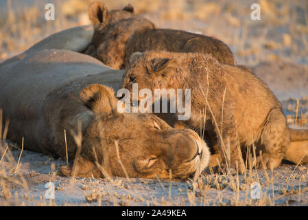Löwin (Panthera leo) mit sehr kleinen Jungen im frühen Morgenlicht, Savuti, Chobe National Park, Botswana Stockfoto