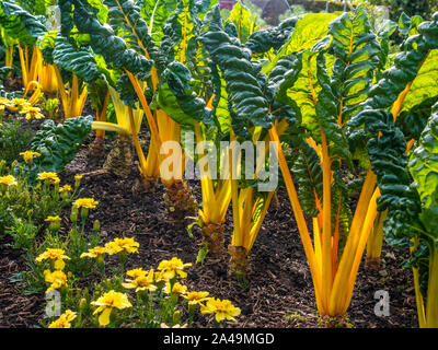 Mangold Gelb Mangold 'Bright Lights' Beta vulgaris (Blatt Zuckerrüben Gruppe) 'Bright Lights'. Mangold. Jährliche. Amaranthaceae. Sommer Sonne Blätter Stengel Stockfoto