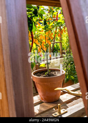 Orangefarbene, in Topf gegossene Chilis capsicum annum, die durch ein sonniges, traditionelles Holzfenster betrachtet werden Stockfoto