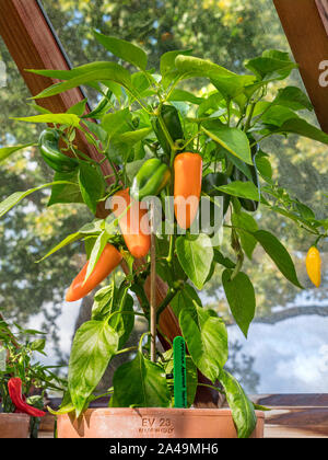 CHILI HAMIK SÜSS Orange Chill Pfeffer HAMIK überlegene "süßen Biss" Geschmack, Capsicum annuum Süßer Pfeffer Hamik in Terrakotta-Topf in Holz Gewächshaus Stockfoto