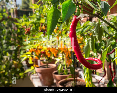 Chili rot "Fuego" Cayenne Gemüse Chili close up (Capsicum annum) Topfpflanzen im sonnigen Gewächshaus gesehen mit Kübelpflanzen chili Sorten hinter Stockfoto