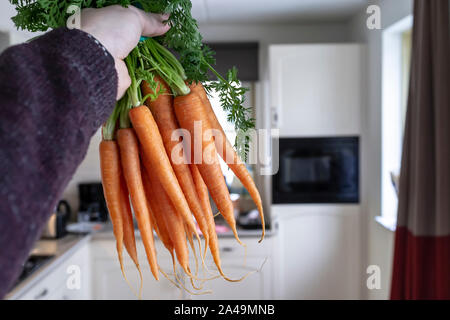 Der Mann hält ein Bündel von Frische, rohe Karotten gebunden mit einer Zeichenfolge an einer verschwommenen Hintergrund für eine gemütliche Küche. Close-up. Stockfoto