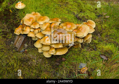 Schwefel Büschel lateinischer Name Hypholoma fasciculare Fruchtkörper auch bekannt als Cluster saprophagic Woodlover eine giftige Pilze Stockfoto