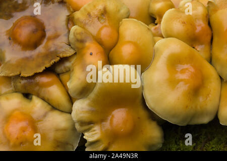 Schwefel Büschel lateinischer Name Hypholoma fasciculare Fruchtkörper auch bekannt als Cluster saprophagic Woodlover eine giftige Pilze Stockfoto