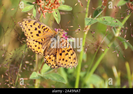 Boloria Selene (kleine Perle - grenzt Fritillary) auf Kleeblüte. Stockfoto