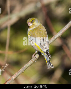 Männchen Grünfink (Carduelis chloris) saß auf einem Zweig in Ackerland in South Yorkshire. Stockfoto