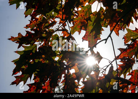 Nauen Ot Ribbeck, Deutschland. 13 Okt, 2019. Die Sonne scheint durch die herbstlichen Blätter eines Baumes im Ribbecker Park. Credit: Soeren Stache/dpa-Zentralbild/dpa/Alamy leben Nachrichten Stockfoto