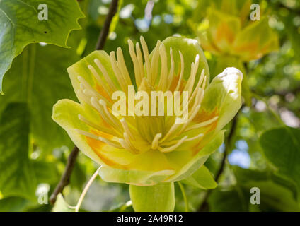 Blühende Tulpenbaum (Liriodendron tulipifera) Stockfoto