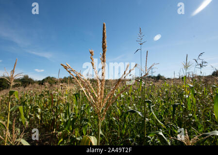 Kent, Großbritannien - 15 September, 2019: Die Spitze eines cornstalk auf einem Bauernhof außerhalb von London im Herbst. Stockfoto