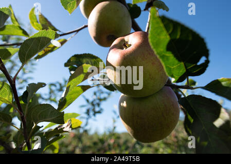 Kent, Großbritannien - 15 September, 2019: Ein Apple Tree auf einem Obsthof außerhalb von London im Herbst. Stockfoto