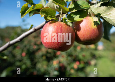 Kent, Großbritannien - 15 September, 2019: Zwei rote Äpfel wachsen auf einem Apfelbaum in einem Obstgarten außerhalb von London im Herbst. Stockfoto