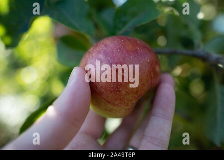 Kent, Großbritannien - 15 September, 2019: ein Mann, der prüft, ob ein Apple bereit ist ausgeschaltet, um eine Apple Tree in einem Obstgarten außerhalb von London im Herbst gepflückt werden. Stockfoto