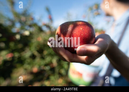 Kent, Großbritannien - 15 September, 2019: eine Frau hält einen roten Apfel, der nur aus einem Apfelbaum in einem Obstgarten außerhalb von London im Herbst ausgewählt worden. Stockfoto