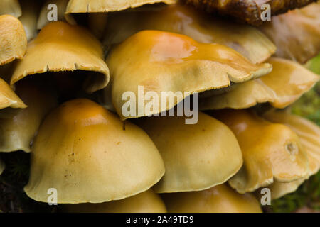 Schwefel Büschel lateinischer Name Hypholoma fasciculare Fruchtkörper auch bekannt als Cluster saprophagic Woodlover eine giftige Pilze Stockfoto