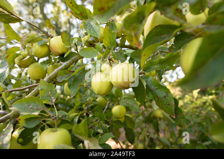Kent, Großbritannien - 15 September, 2019: Gelbe Schönheit von Kent äpfel sind bereit, bei einem Obstgarten außerhalb von London abgeholt zu werden. Stockfoto