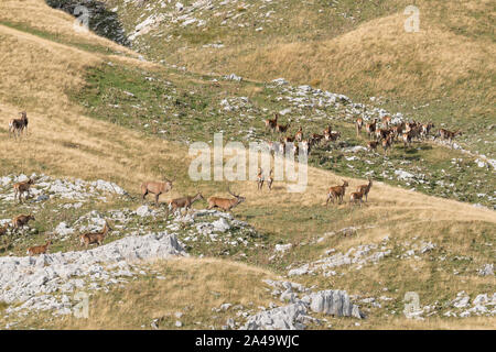 Herde der Hirsche in der apennin Berg (Italien) Stockfoto