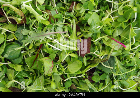 Frischer gemischter Salat Feld Grüns Detailansicht Blocklagerung Stockfoto