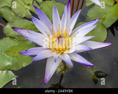 Kap blaue Seerosen, Nymphaea Stockfoto