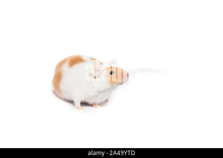 Orange und Weiß süß erwachsener Mäuse im Studio, stehend Stockfoto