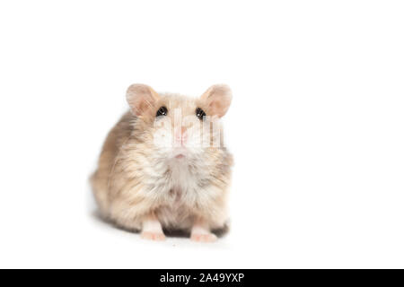 Kleines süßes Zwerg campbell Zwerghamster in einem Studio auf weißem Hintergrund Stockfoto