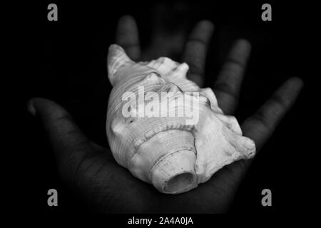 Indische, Heiligen, weiß, Muschel, (shankha), in der Hand. Ein shankha ist eine Muschel der rituellen und religiösen Bedeutung in Hinduismus und Buddhismus. Stockfoto