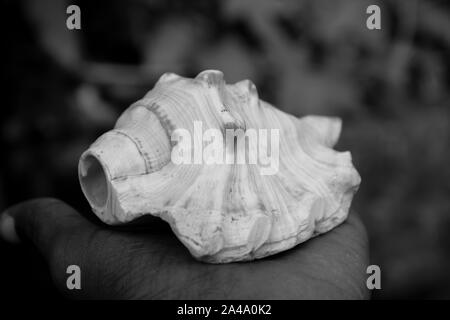 Indische, Heiligen, weiß, Muschel, (shankha), in der Hand. Ein shankha ist eine Muschel der rituellen und religiösen Bedeutung in Hinduismus und Buddhismus Stockfoto