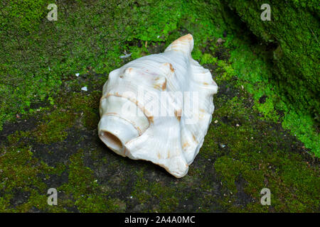 Indische, Heiligen, weiß, Muschel, (shankha), auf moss Hintergrund. Stockfoto