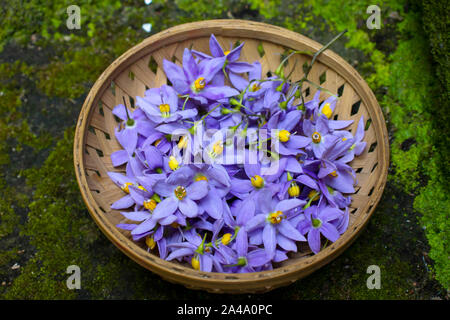 Nahaufnahme, Nachtschatten Blumen, in Holz Korb, auf moss Hintergrund. Stockfoto