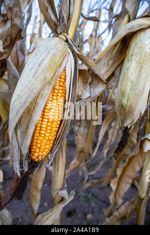 Wisconsin Feld Mais bereit für die Ernte im Oktober Stockfoto