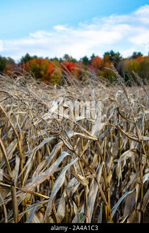 Wisconsin cornfield bereit zu ernten mit bunten Bäumen im Hintergrund Stockfoto