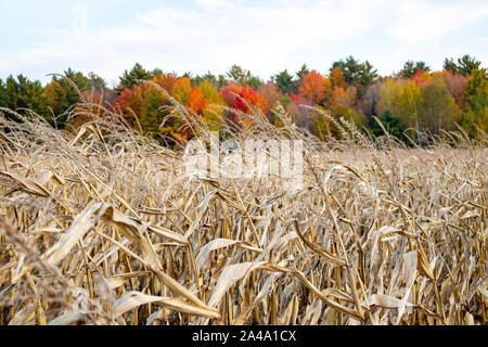 Wisconsin cornfield bereit zu ernten mit bunten Bäumen im Hintergrund Stockfoto