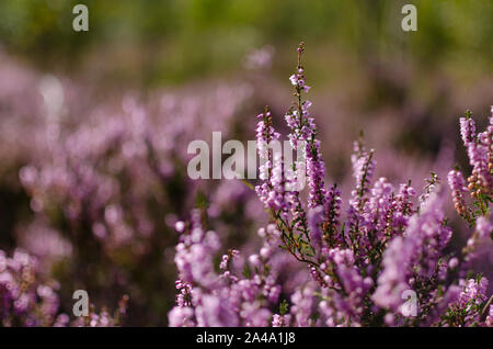 Gemeinsame Heidekraut (Calluna vulgaris) in den schottischen Highlands des nordwestlichen Schottland Großbritannien Stockfoto