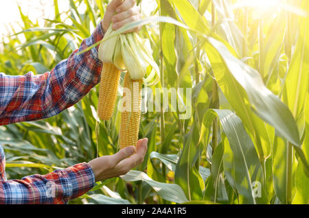 Mittleres alter Bauer halten frische organische Maiskolben in seinen Händen. Ernte Care Concept Stockfoto