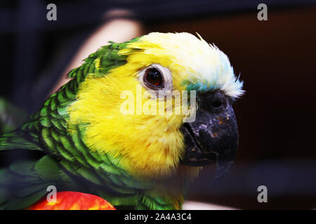 Blaustirnamazone Stockfoto