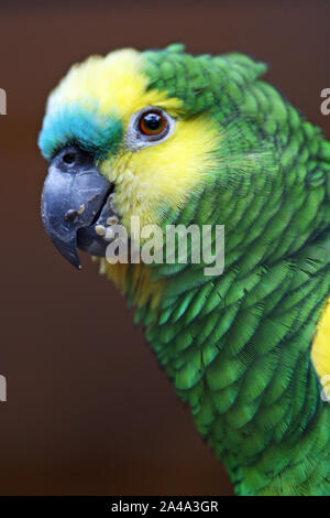 Blaustirnamazone Stockfoto