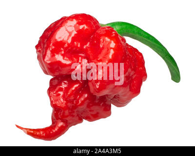 Carolina Reaper, die heißeste Chile Pfeffer (Capsicum chinense Obst), ganz reif pod, isoliert Stockfoto