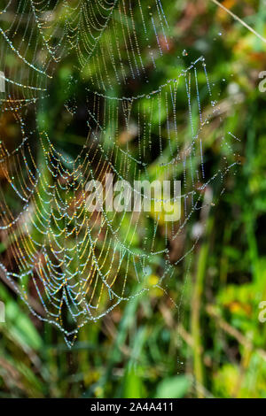 Kanada, British Columbia, Great Bear Rainforest, Khutze Einlass. Tautropfen in Spinnennetz. Stockfoto