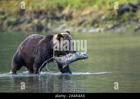 Kanada, British Columbia, Great Bear Rainforest, Khutze Einlass. Brauner Bär aka Grizzlybären (Ursus arctos) Angeln Chum salmon (Oncorhynchus keta) Stockfoto