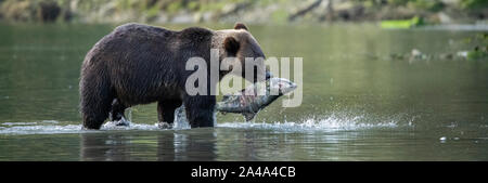 Kanada, British Columbia, Great Bear Rainforest, Khutze Einlass. Brauner Bär aka Grizzlybären (Ursus arctos) Angeln Chum salmon (Oncorhynchus keta) Stockfoto