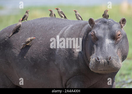 Neugierig Flusspferd (HIPPOPOTAMUS) mit gelben abgerechnet ox peckrs im Moremi NP (khwai), Botswana abgedeckt Stockfoto